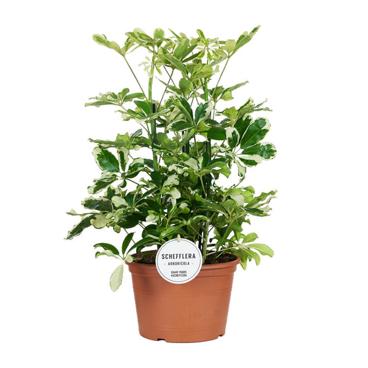 Schefflera Charlotte – Pflegeleichter Schirmbaum Ø21cm