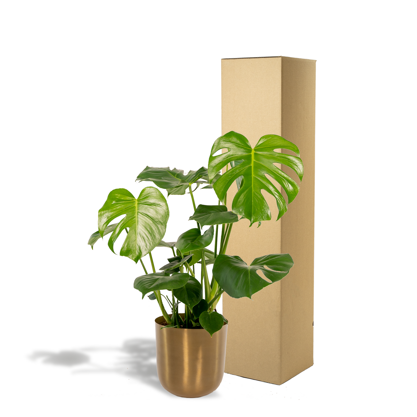 Monstera Deliciosa mit Topf Mayk Gold – Ø21cm, ca. 80cm hoch