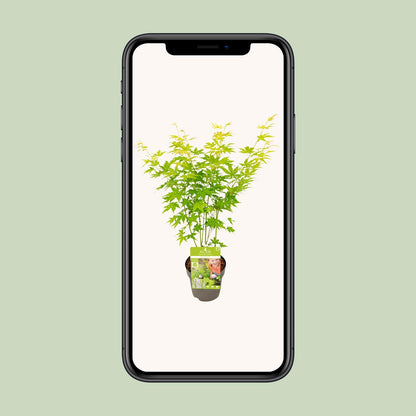 Acer palmatum Going Green – Kompakter Japanischer Ahorn Ø15cm