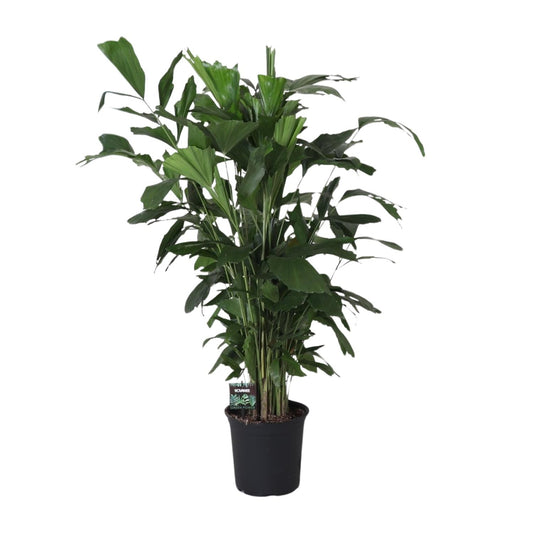 Caryota Mitis – Pflegeleichte Fishtail-Palme Ø24cm, 120cm hoch