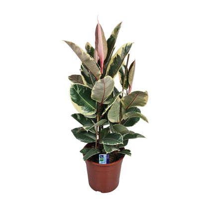 Ficus Elastica Tineke – Pflegeleichte Zimmerpflanze Ø27cm