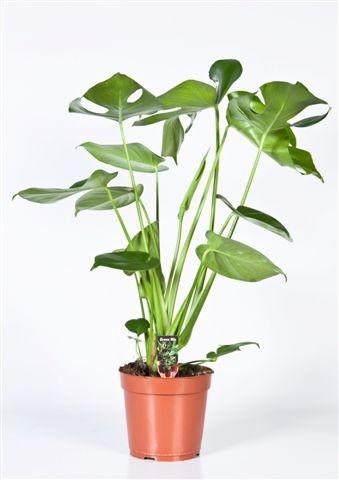 Monstera – Pflegeleichte Trendpflanze Ø17cm, Höhe 60cm