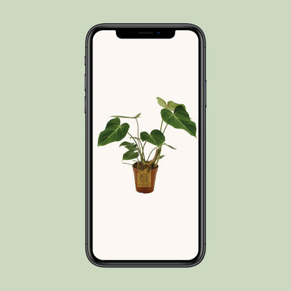 Philodendron Gloriosum – Samtblatt Zimmerpflanze Ø15cm
