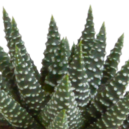 Gasteria & Haworthia Sukkulenten-Mix im Terrakotta-Topf