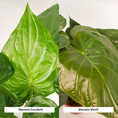 Alocasia Cucullata & Wentii im Selin Korb Ø19cm, 60cm