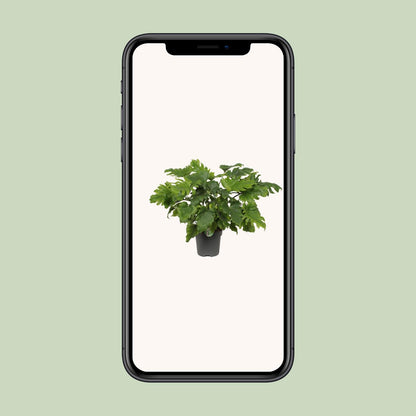 Philodendron Xanadu – Pflegeleichte Zimmerpflanze Ø21cm