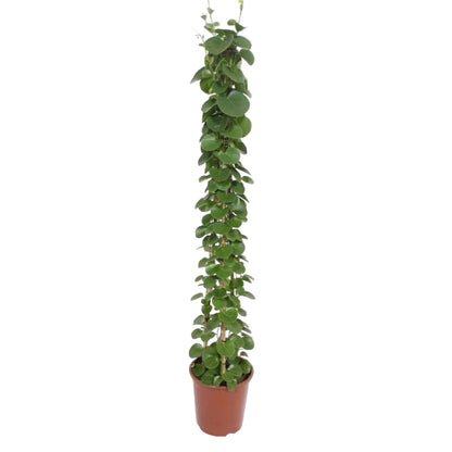 Cissus rotundifolia Pyramide – 160 cm, ø27 cm, pflegeleicht