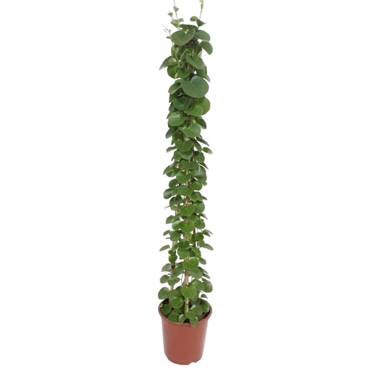 Cissus rotundifolia Pyramide – 160 cm, ø27 cm, pflegeleicht