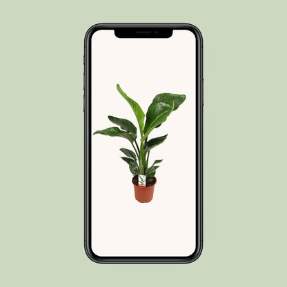 Strelitzia Nicolai – Paradiesvogelblume Ø17 cm, 70 cm hoch