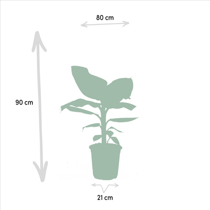 Monstera Deliciosa & Musa Dwarf Cavendish Set Ø21cm