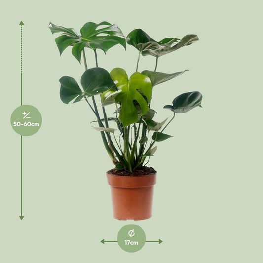 Monstera Deliciosa – Pflegeleichte Zimmerpflanze Ø17cm