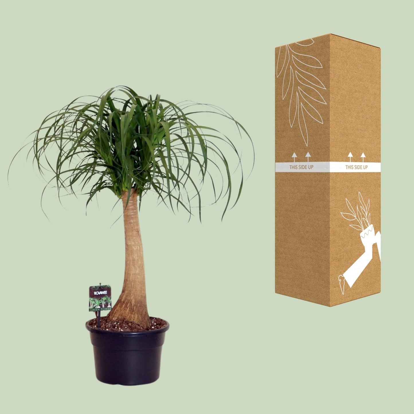 Beaucarnea Nolina – Pflegeleichte Zimmerpflanze Ø23cm