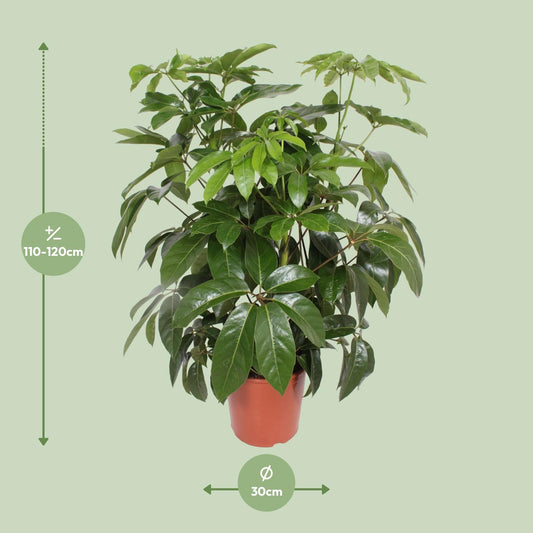 Schefflera Actinophylla 'Amate' – Schirmpflanze Ø30cm, 120cm hoch