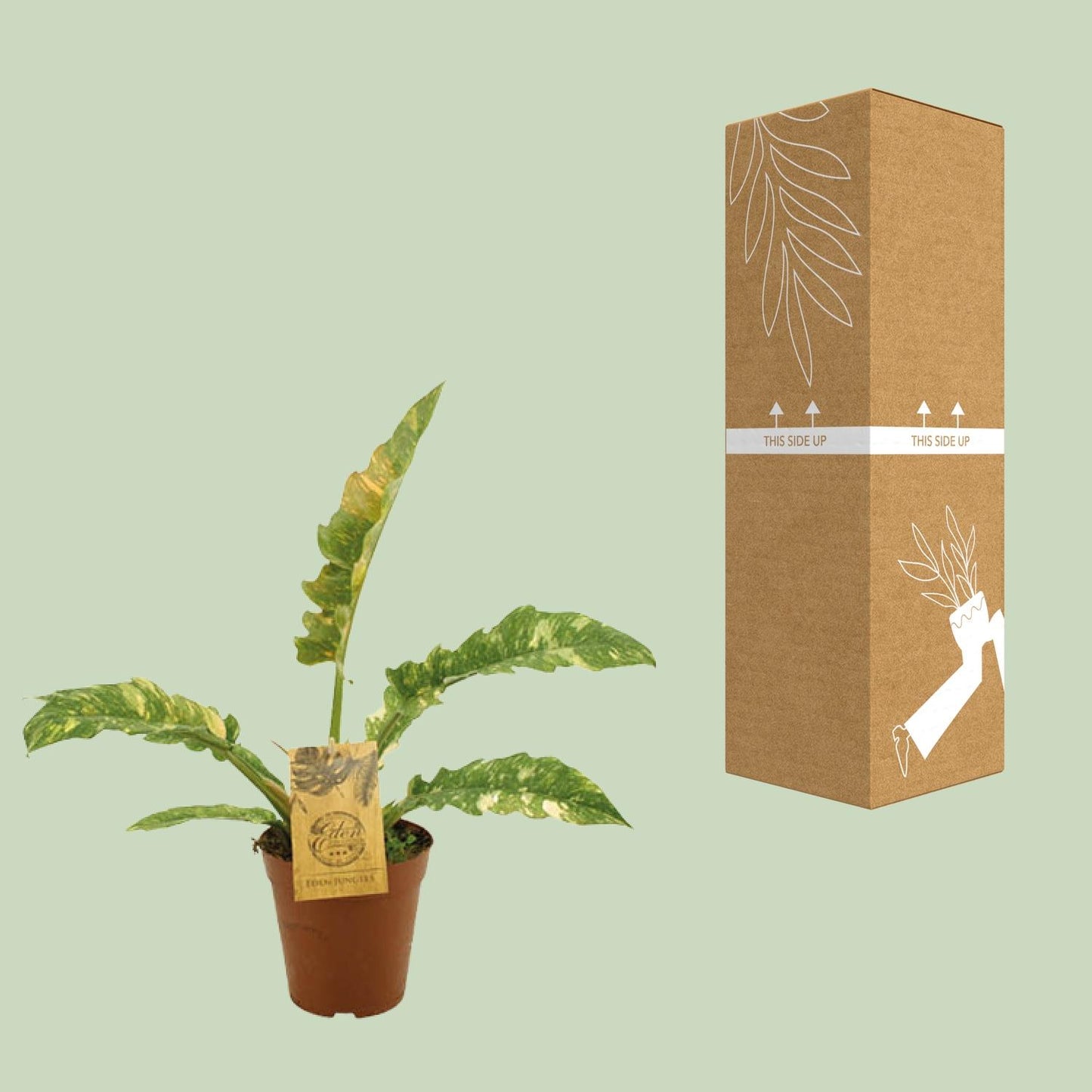 Philodendron Ring Of Fire – Pflegeleichte Zimmerpflanze Ø15cm