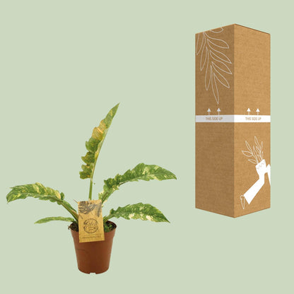 Philodendron Ring Of Fire – Pflegeleichte Zimmerpflanze Ø15cm