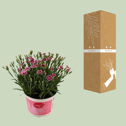 Nelke 'Pink Kisses' – Duftende pflegeleichte Zierpflanze Ø17cm