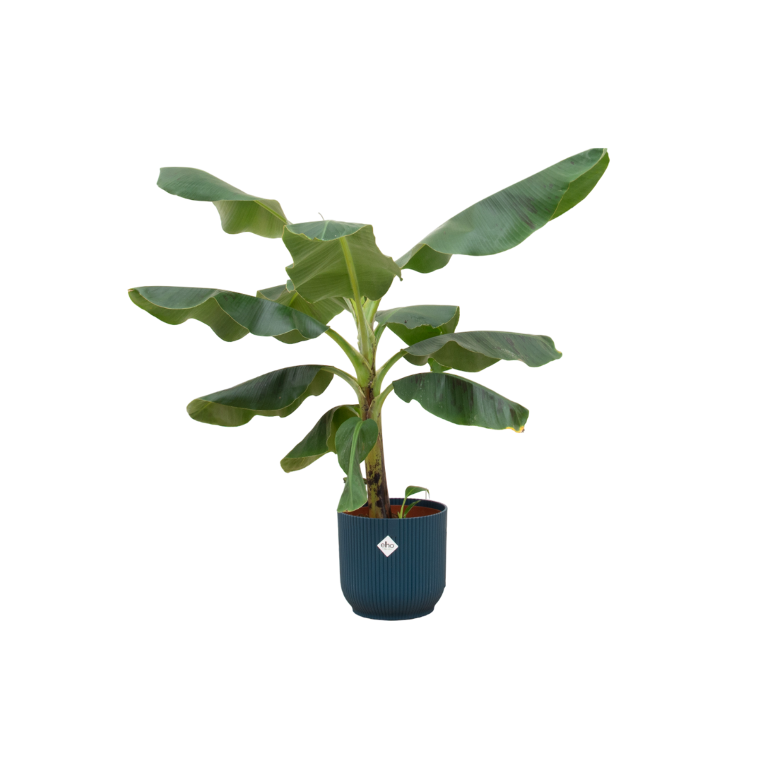 Bananenpflanze (Musa) mit elho Vibes Fold Round Topf Ø22 cm