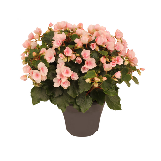 Begonie Betulia 'Light Rose' – Pflegeleichte Zimmerpflanze mit zarten Blüten