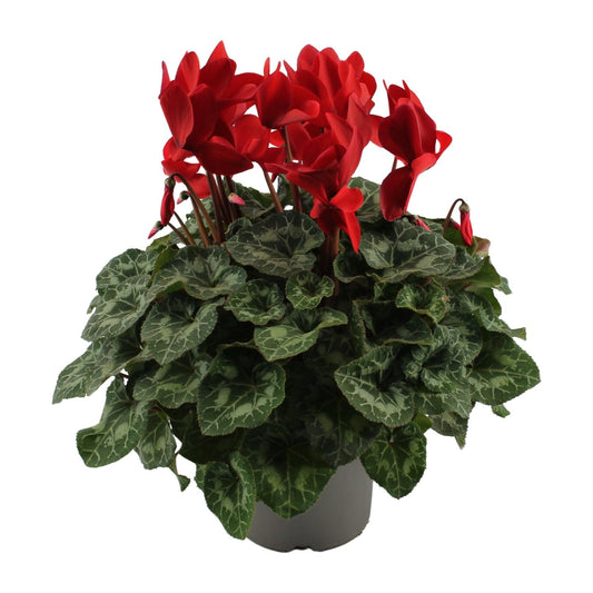 Cyclamen Rood – Pflegeleichte Zimmerpflanze Ø17cm