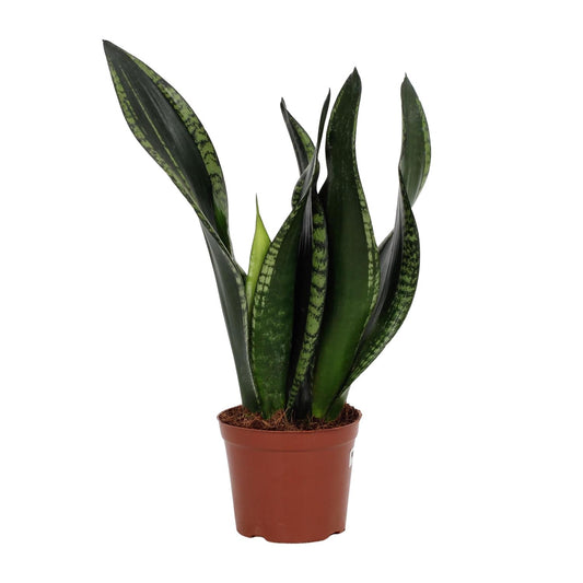 Sansevieria Whitney – Pflegeleichte Schwiegermutterzunge 12 cm