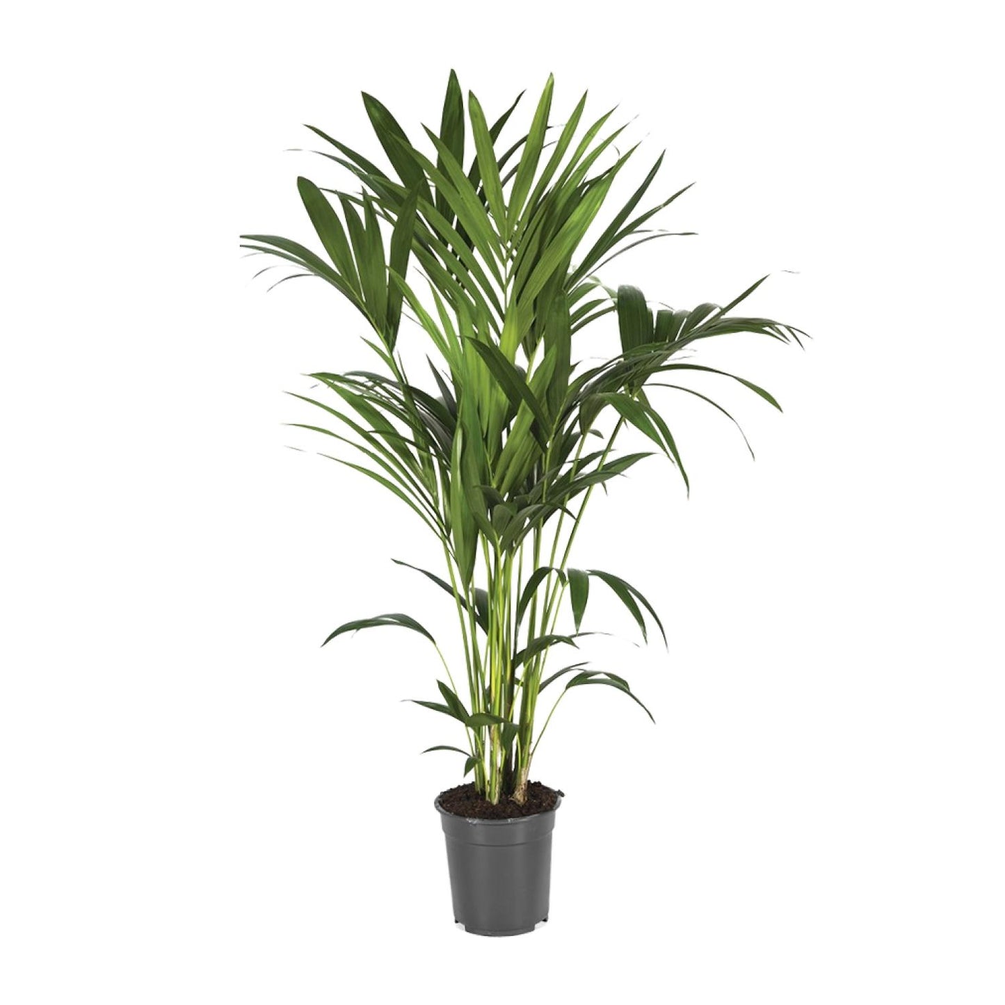 Howea Forsteriana – Kentia-Palme Ø21cm, bis 120cm hoch