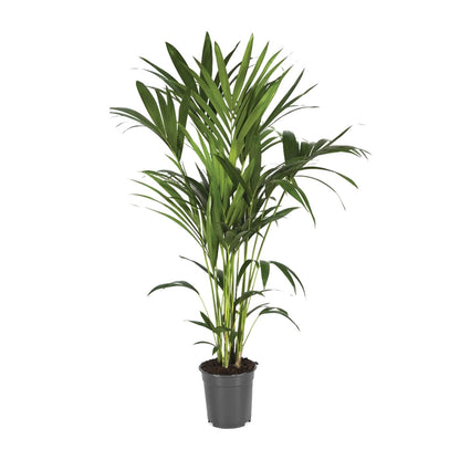 Howea Forsteriana – Kentia-Palme Ø21cm, bis 120cm hoch