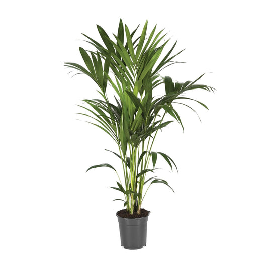 Howea Forsteriana – Kentia-Palme Ø21cm, bis 120cm hoch