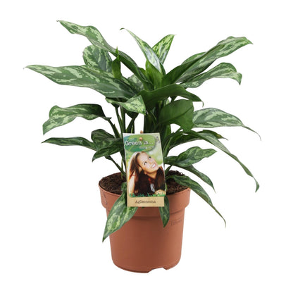 Aglaonema Maria – Pflegeleichte luftreinigende Zimmerpflanze Ø17cm