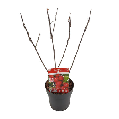 Malus 'Appletini' – Kompakter Apfelbaum Ø13cm