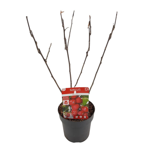 Malus 'Appletini' – Kompakter Apfelbaum Ø13cm