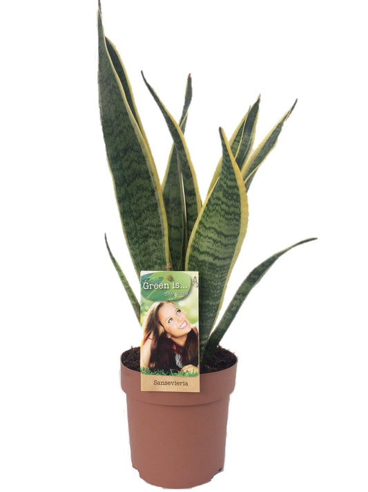 Sansevieria Laurentii – Pflegeleichte Zimmerpflanze Ø14cm