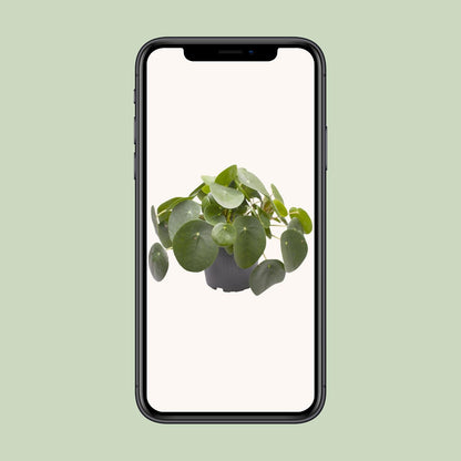 Ufopflanze (Pilea peperomioides) Ø12cm – Pflegeleicht & Trendig