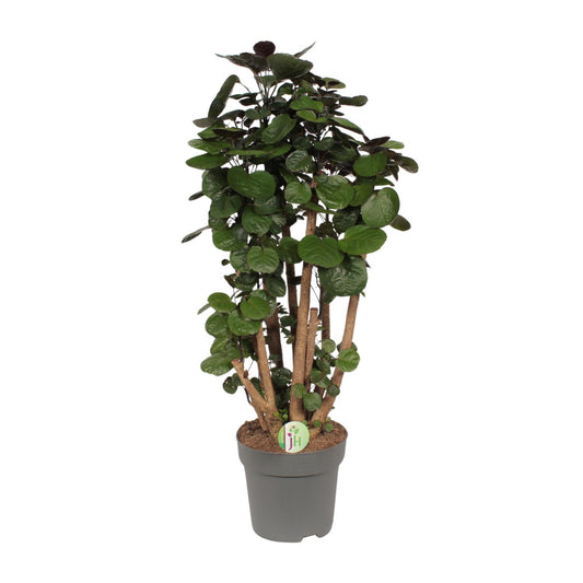 Polyscias Fabian – Pflegeleichte Zimmerpflanze Ø24cm