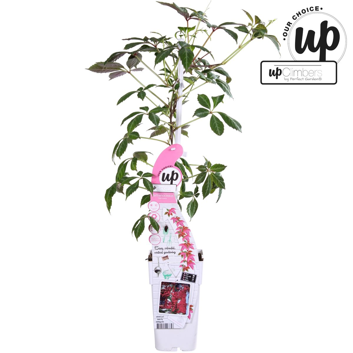 Parthenocissus henryana – Farbintensives Kletterwunder Ø15cm