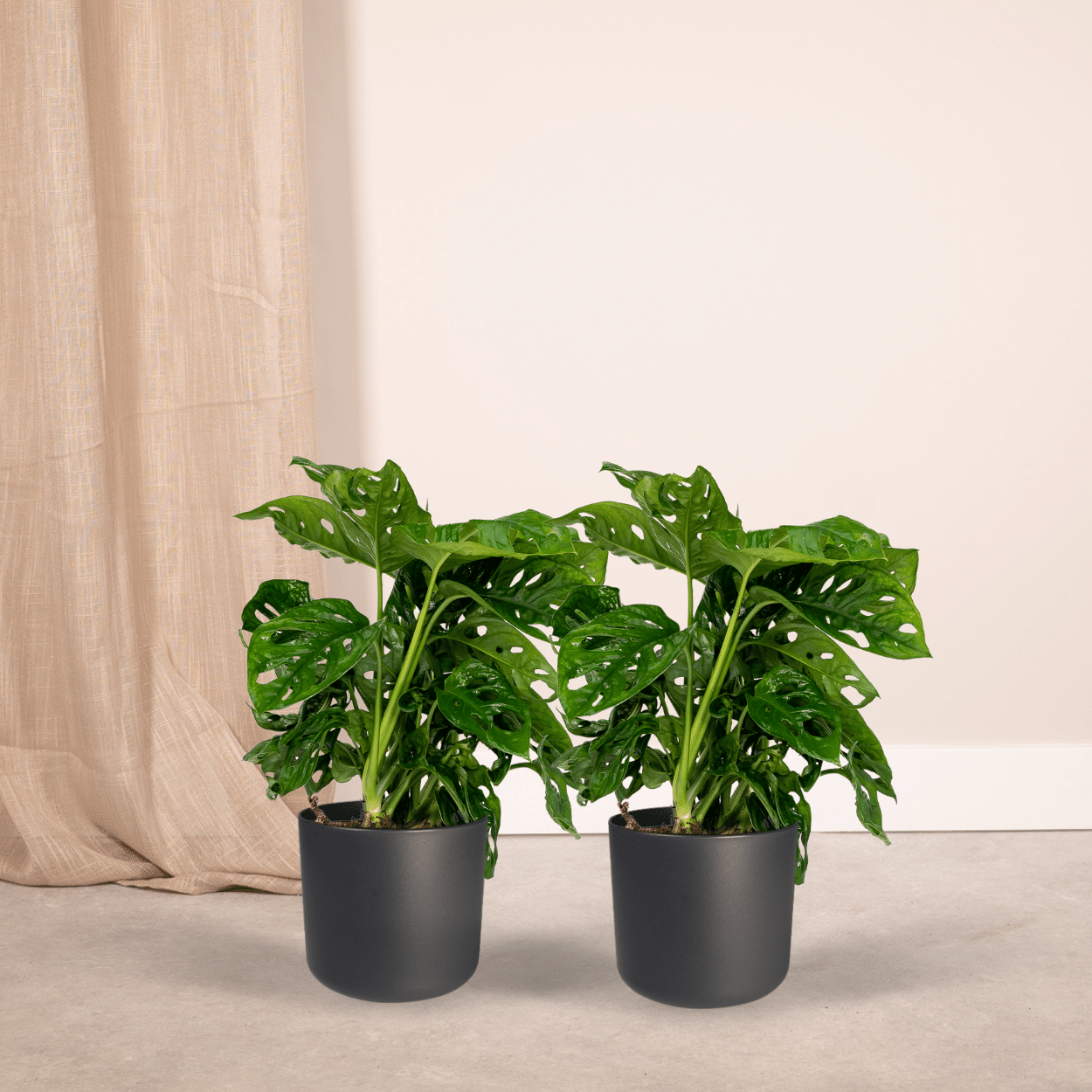 2x Monstera Monkey Leaf – Trendige Lochpflanze Ø12cm
