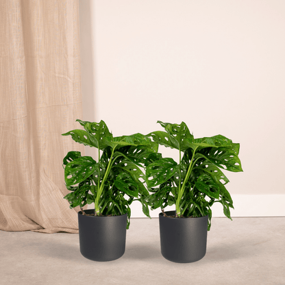 2x Monstera Monkey Leaf – Trendige Lochpflanze Ø12cm