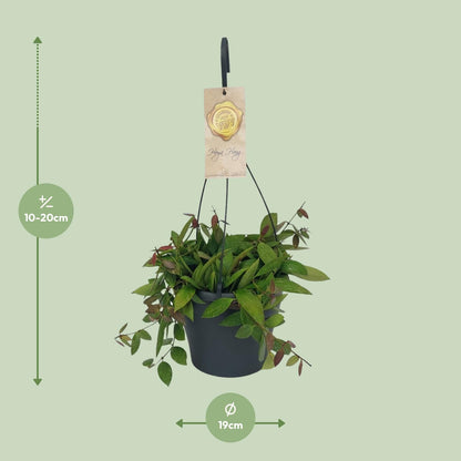 Hoya Gracilix – Pflegeleichte Wachsblume Ø19cm