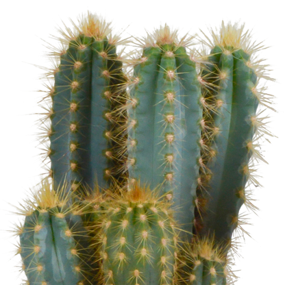 Pilosocereus azureus – Blauer Säulenkaktus 12 cm, pflegeleicht & robust