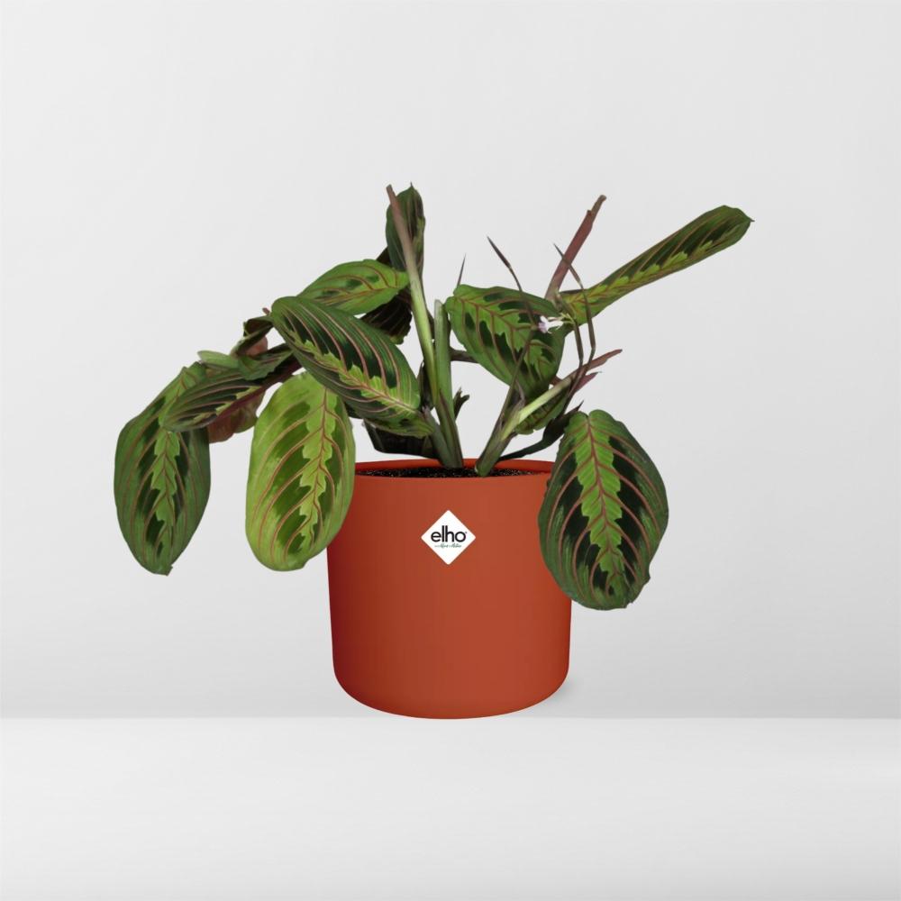 Maranta Leuconeura ‘Fascinator’ Tricolor – Pflegeleichte Gebetspflanze 14cm