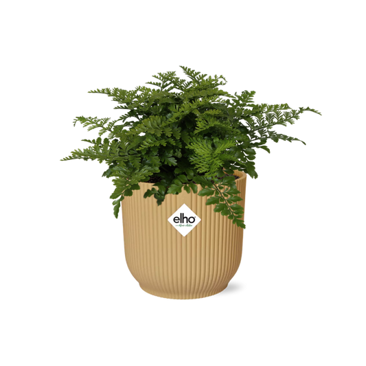Asplenium Parvati – Pflegeleichte luftreinigende Zimmerpflanze im ELHO Vibes Fold Topf 14cm Gelb
