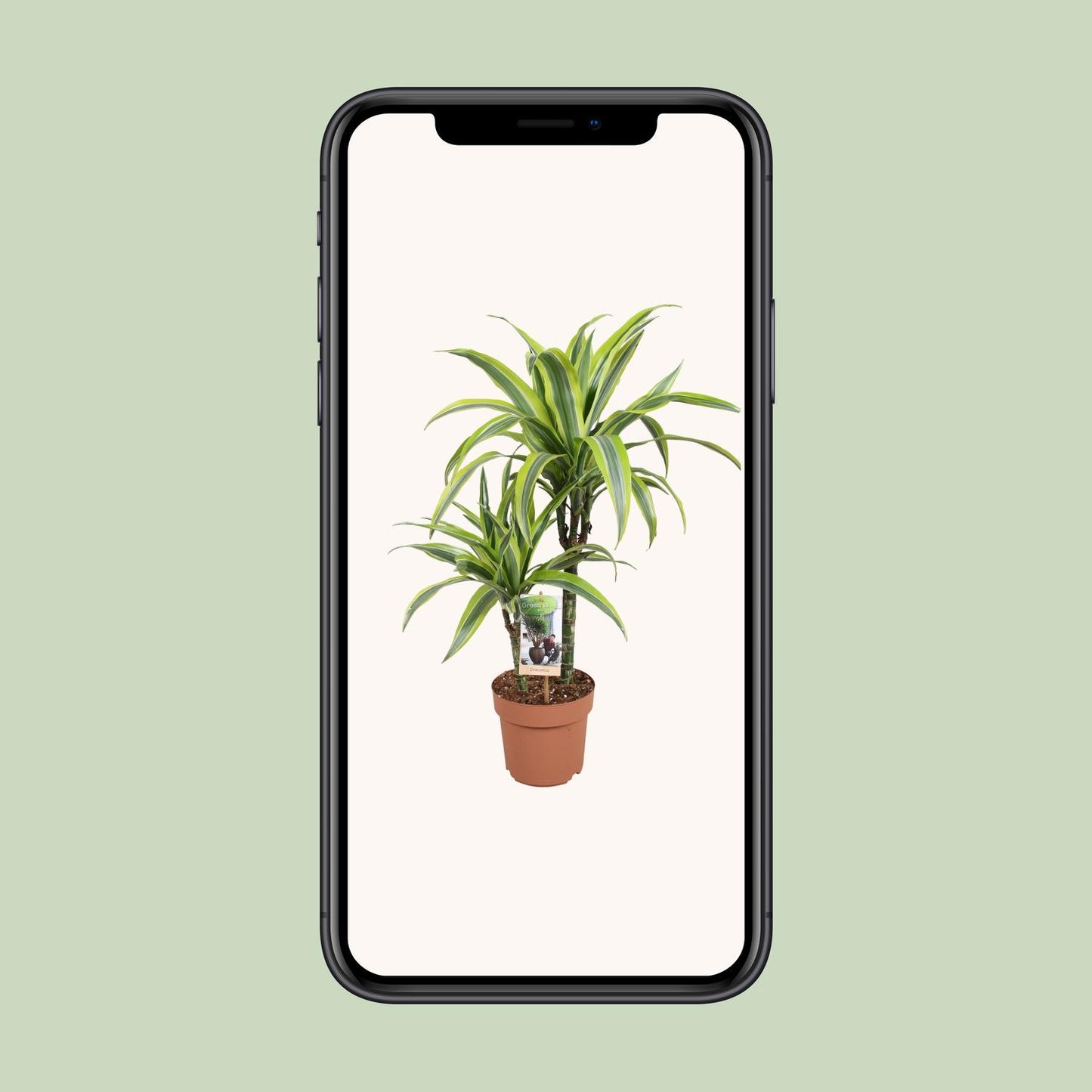 Dracaena Lemon Lime – Pflegeleichte Zimmerpflanze Ø17cm