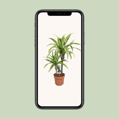 Dracaena Lemon Lime – Pflegeleichte Zimmerpflanze Ø17cm