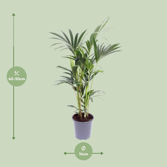 Howea forsteriana (Kentia-Palme) Ø14cm – 50cm hoch