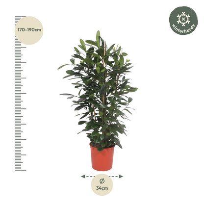Ficus Cyathistipula – Afrikanischer Feigenbaum 180 cm