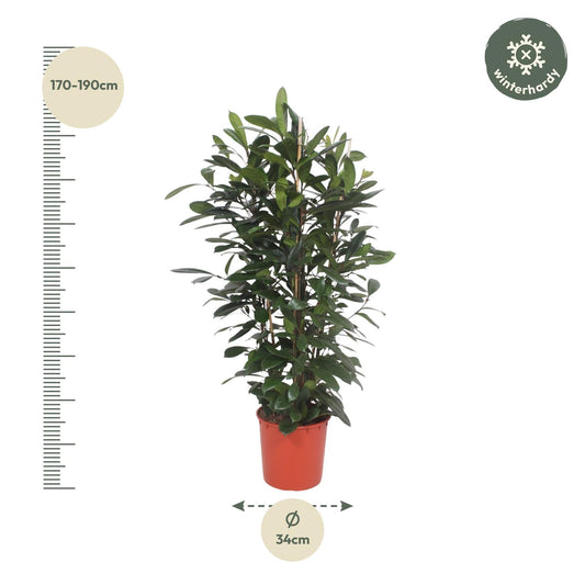 Ficus Cyathistipula – Afrikanischer Feigenbaum 180 cm