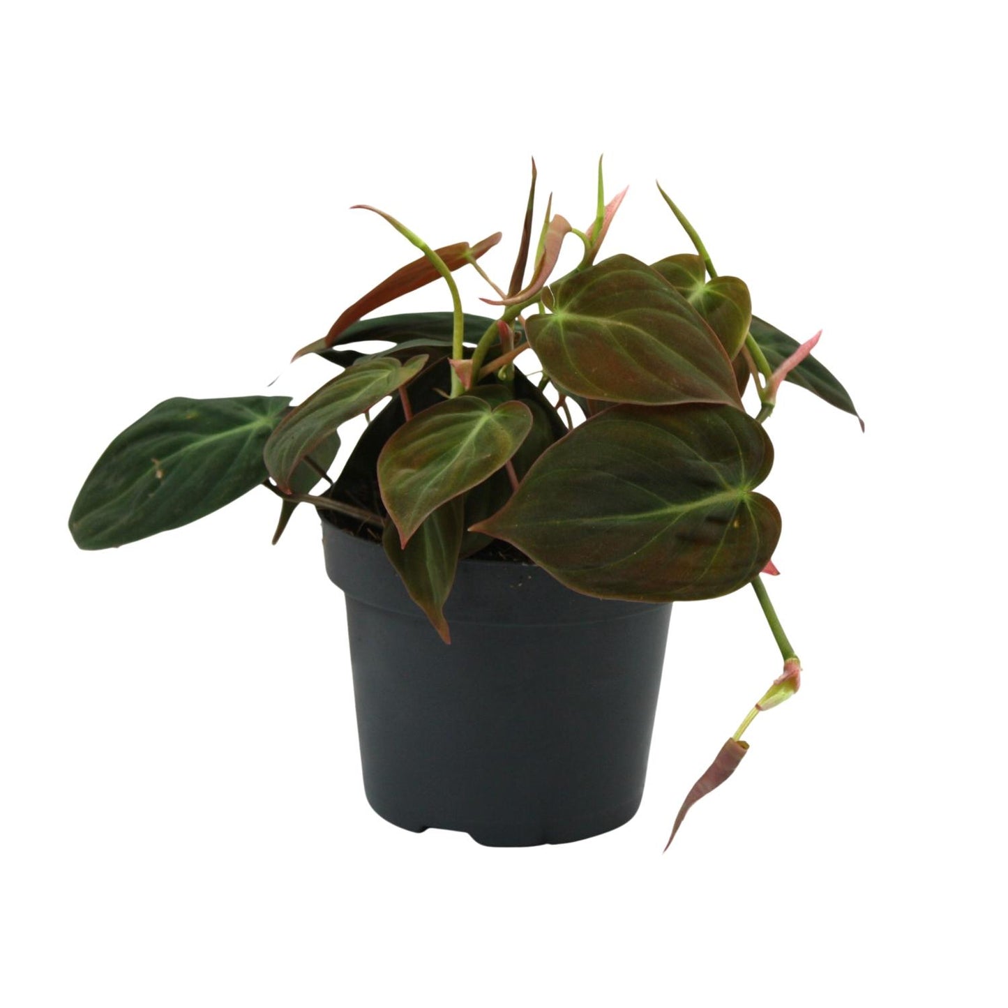 Philodendron Micans – Pflegeleichte Zimmerpflanze Ø12cm