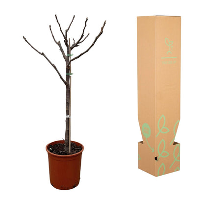 Ficus Carica op Stam – Pflegeleichter Feigenbaum 100 cm