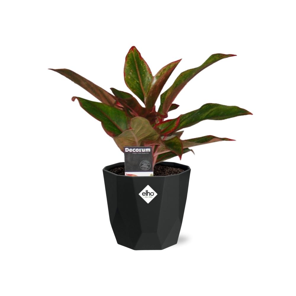 Aglaonema Crete – Pflegeleichte Zimmerpflanze 14cm Topf