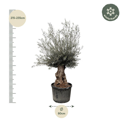 Olea Europaea Bonsai – Eleganter Olivenbaum 270 cm