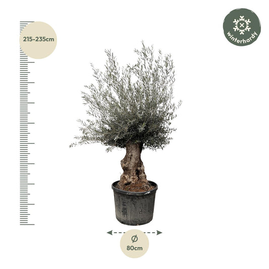 Olea Europaea Bonsai – Eleganter Olivenbaum 270 cm